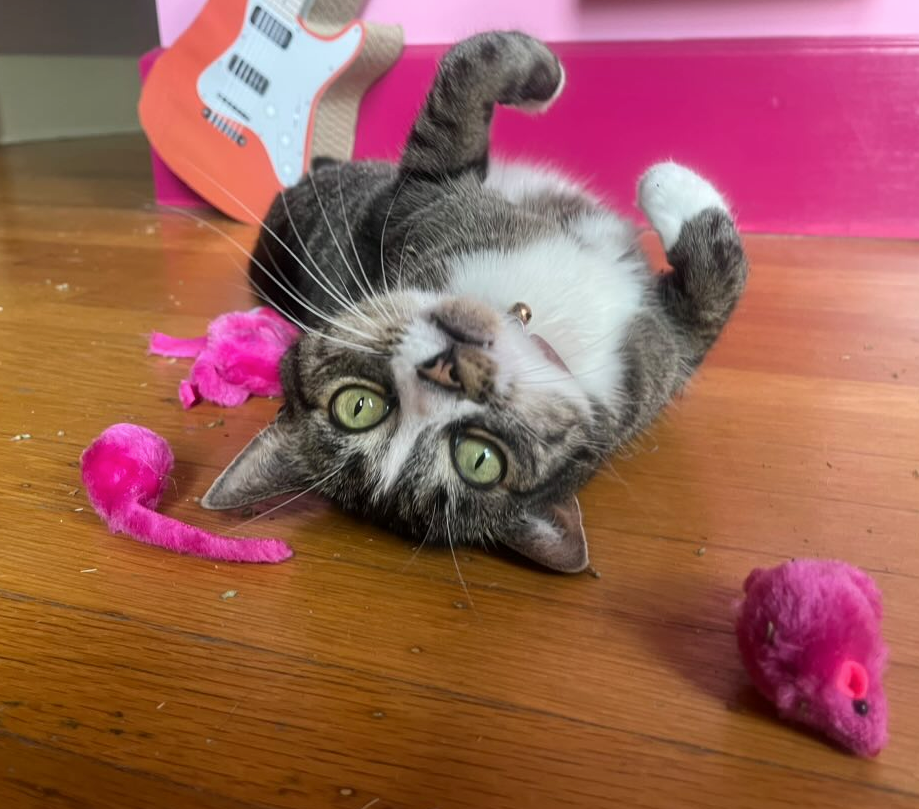 12 Per Pack Multi Color Realistic Small Mouse with Rattle and Catnip Safe for Adult cats and kittens 5.5 inches long Faux Fur