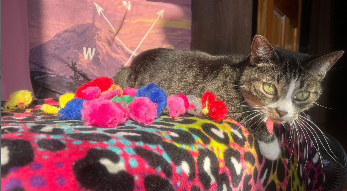 12 Per Pack Multi Color Realistic Small Mouse with Rattle and Catnip Safe for Adult cats and kittens 5.5 inches long Faux Fur