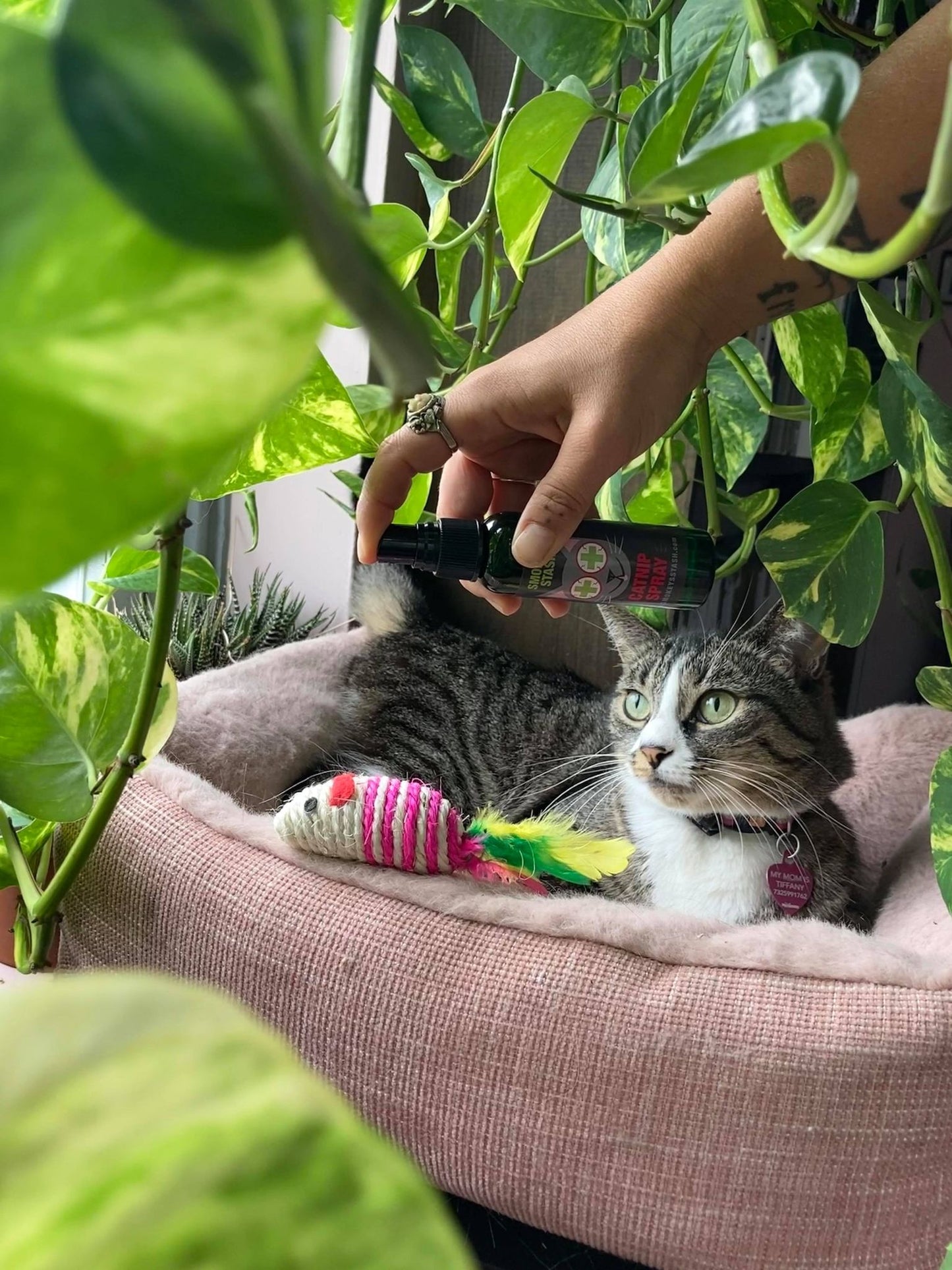 Smokey's Stash Premium Catnip Spray